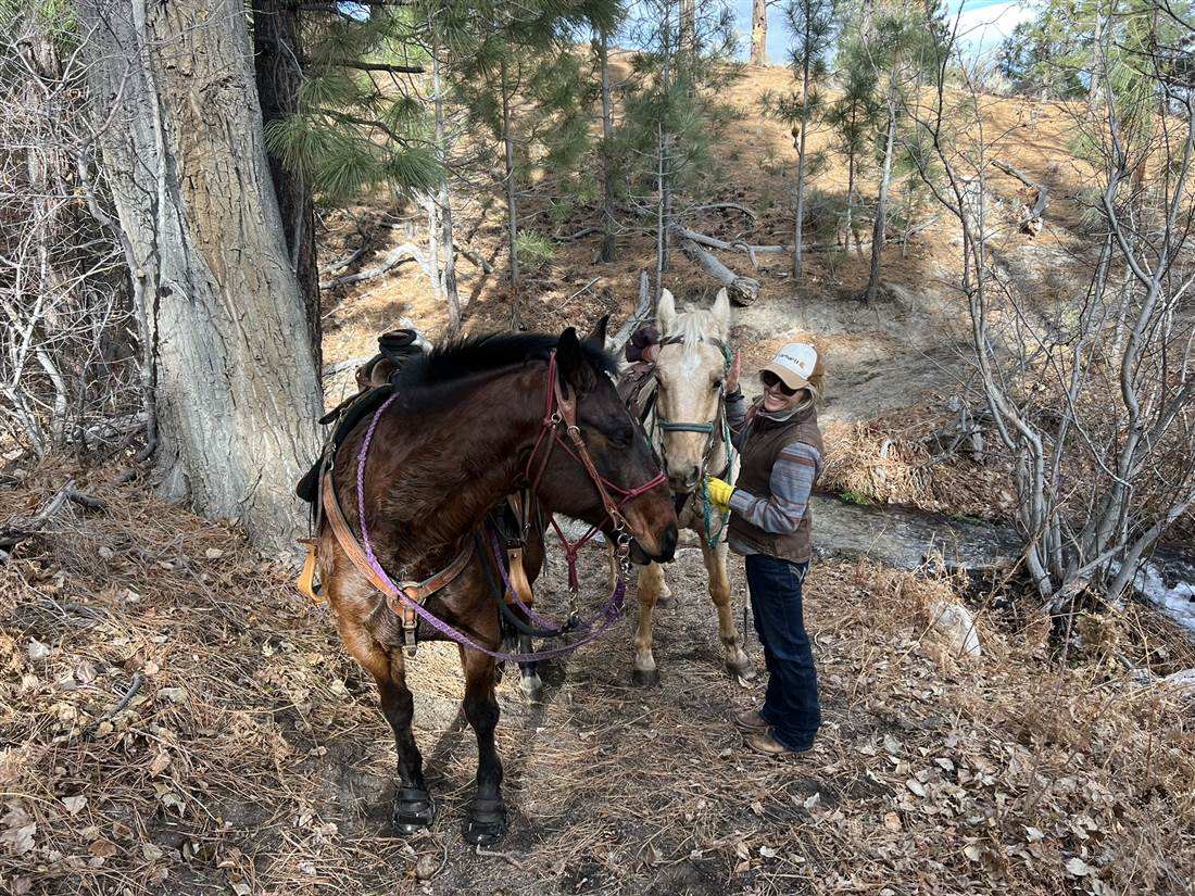 A rider with two saddled horses beside a creek
