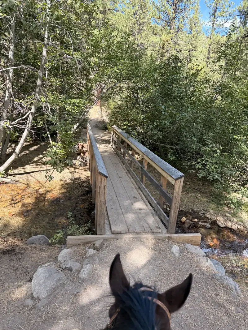 A wooden footbridge over a creek, seen between a horse's ears