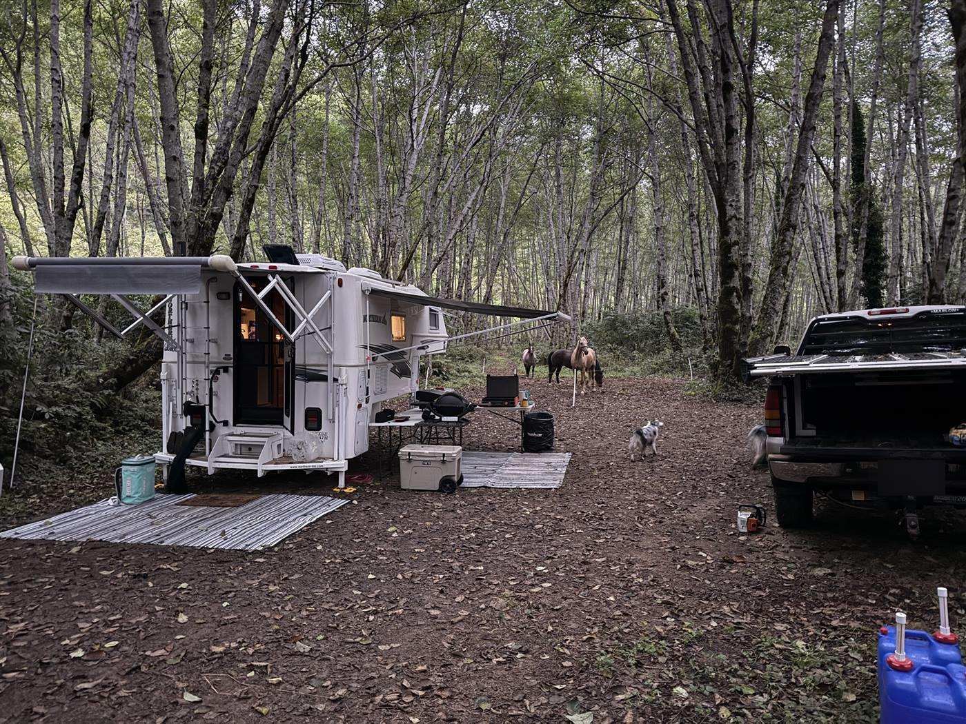 A camper and truck set up in a clearing with horses on portable fencing