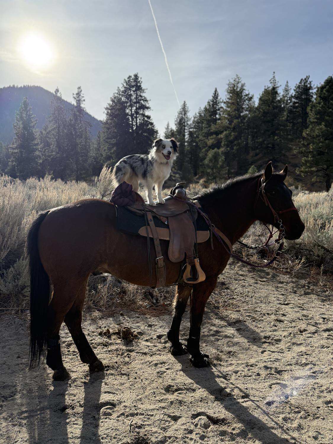 A dog standing on the saddle of a tacked-up horse at first light