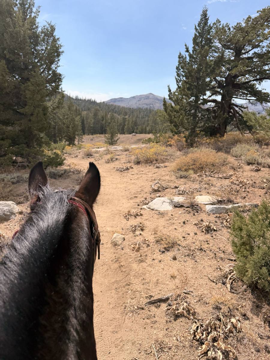The trail ahead between a horse's ears, high country and a peak beyond