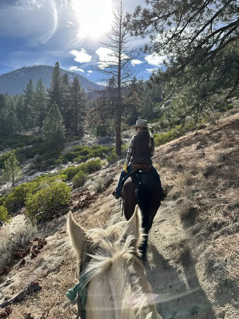 Following another rider along a pine slope, seen between a palomino's ears