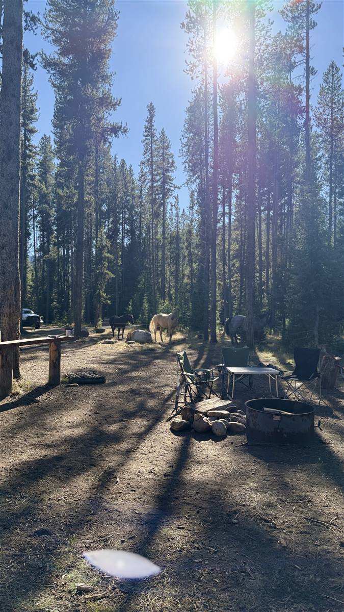 A camp among tall pines with horses tied at the highline behind it