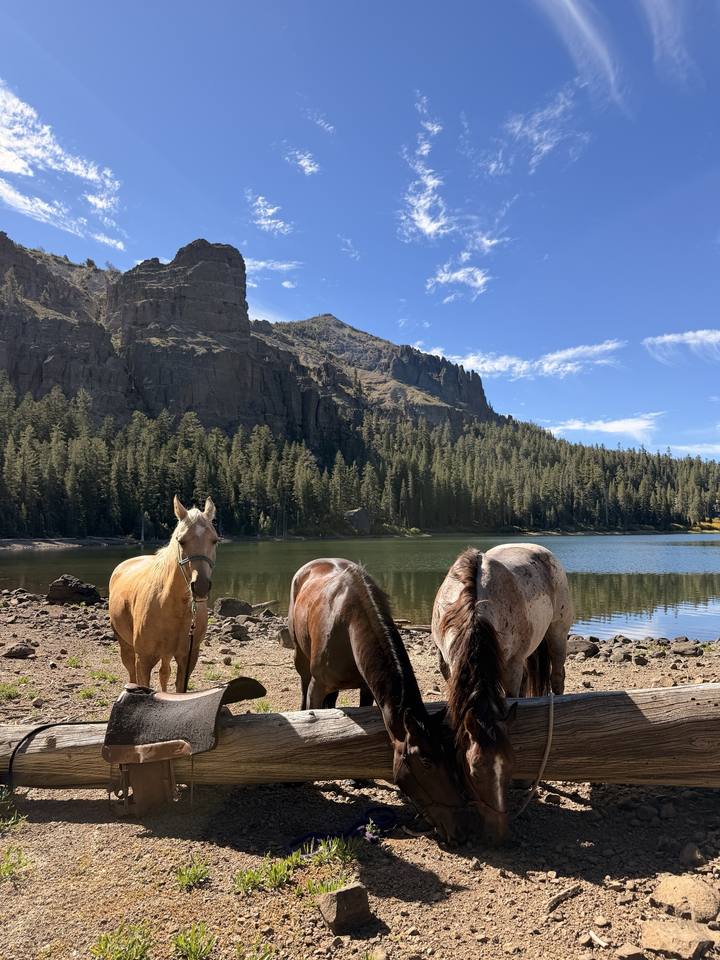 Three horses tied at a log by a mountain lake
