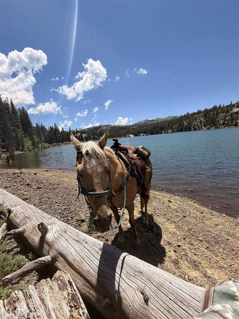 A saddled palomino standing at the edge of an alpine lake