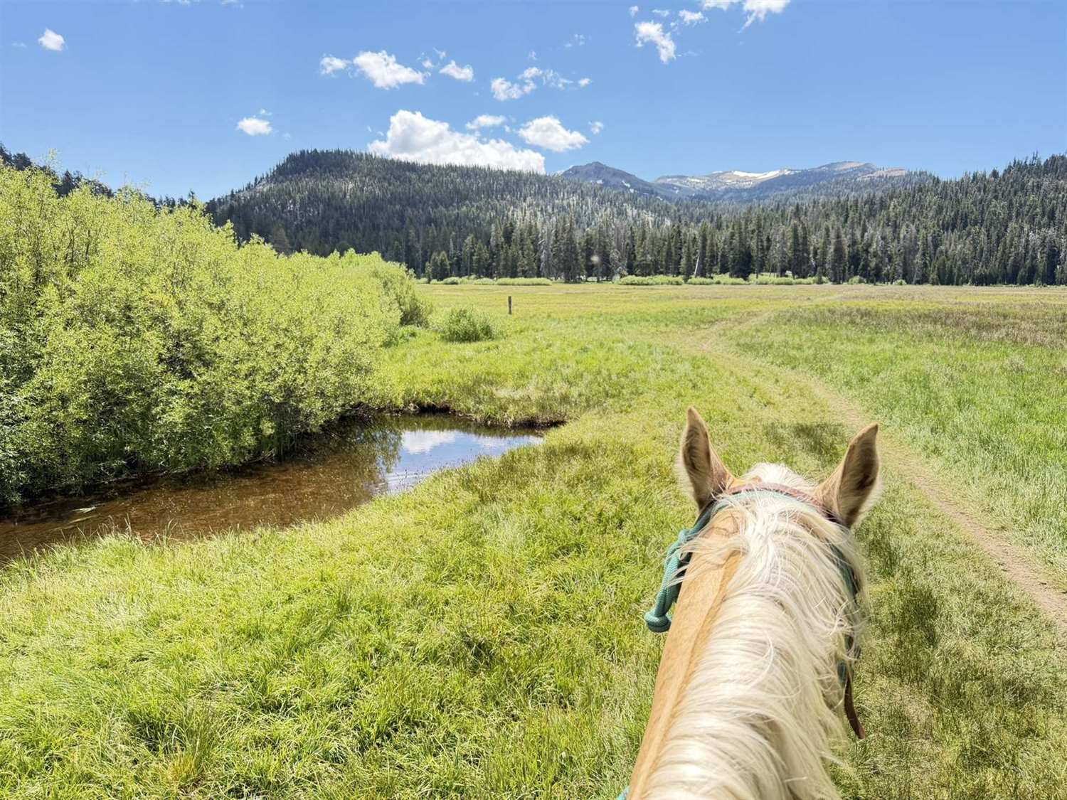 A meadow trail with a creek running along the treeline and mountains beyond