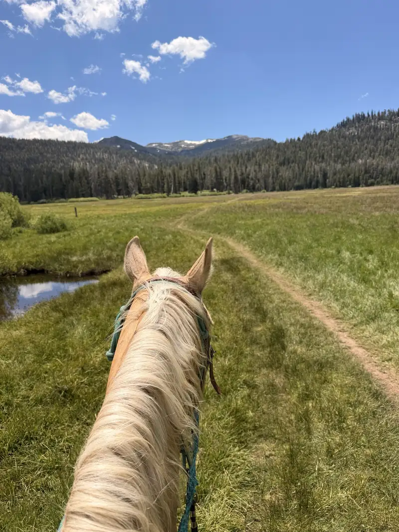 A meadow trail beside a creek, seen between a palomino's ears