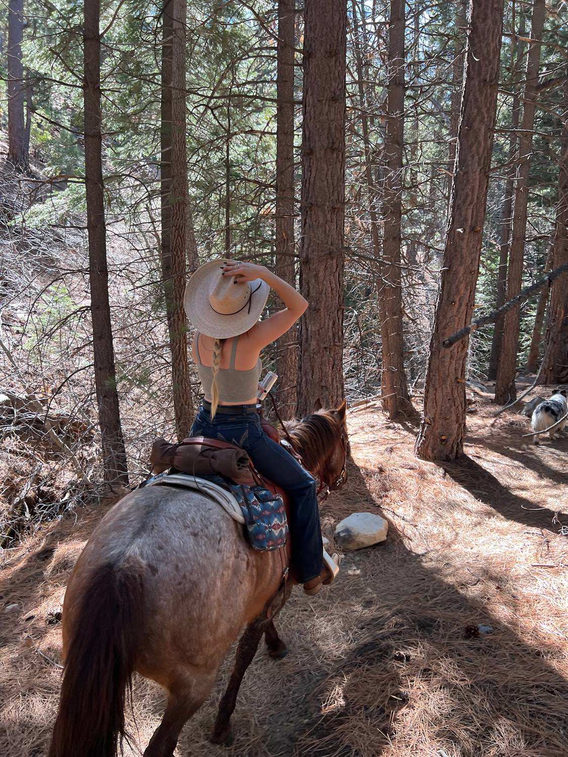 A rider heading down a trail through tall pines, a dog trotting alongside