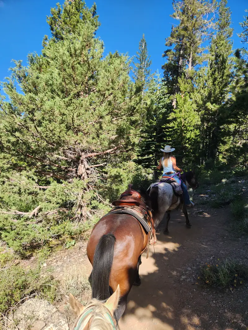 Riding in a line on a forest trail, ponying a saddled horse
