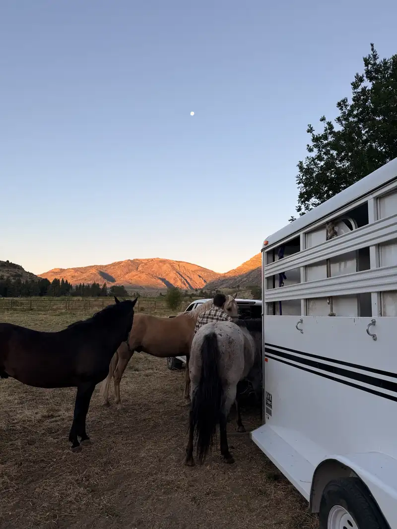 Horses tied at a stock trailer, alpenglow on the mountains